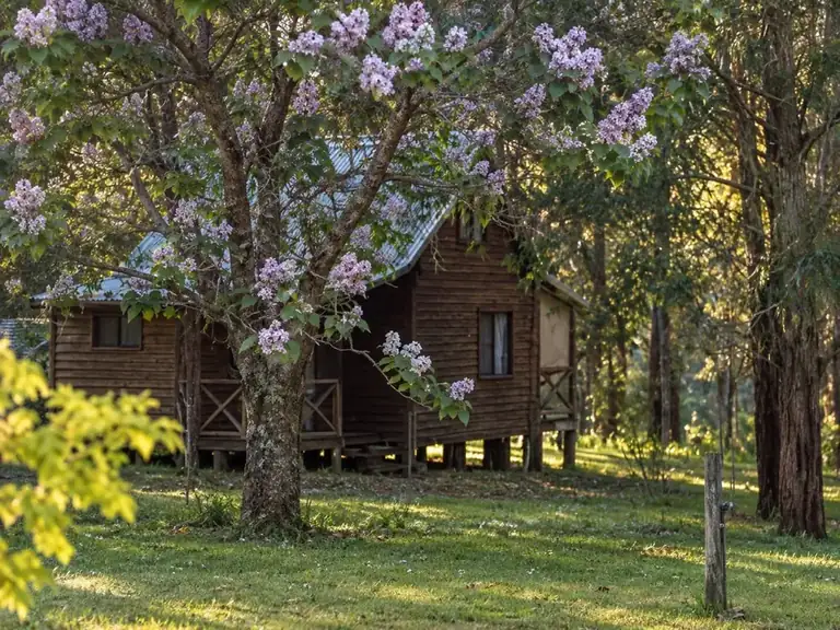 A timber chalet framed by a paulownia tree in full lilac blossom in warm evening light