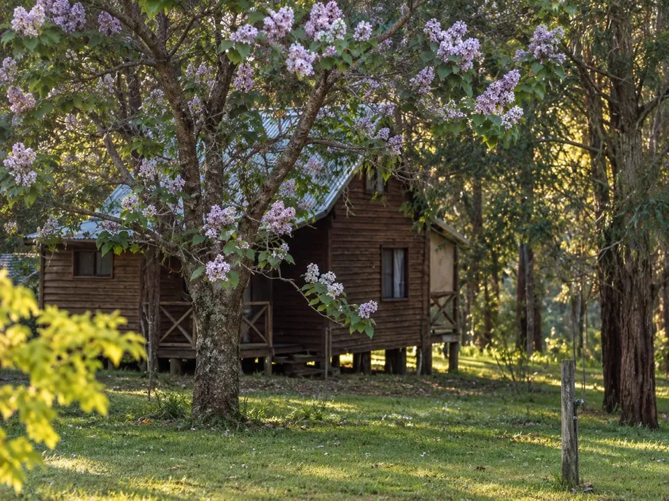 A timber chalet framed by a paulownia tree in full lilac blossom in warm evening light