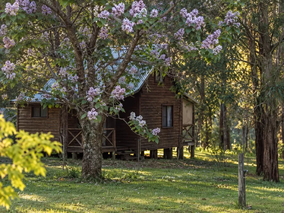 A secluded timber chalet framed by a paulownia tree in full purple blossom in warm evening light