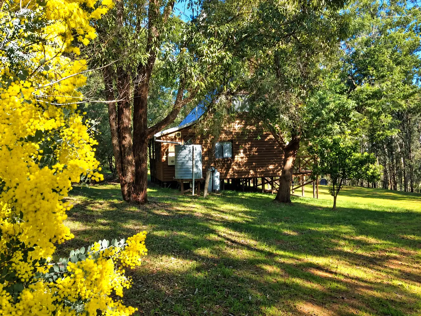 A timber chalet among the gum trees with golden wattle in bloom