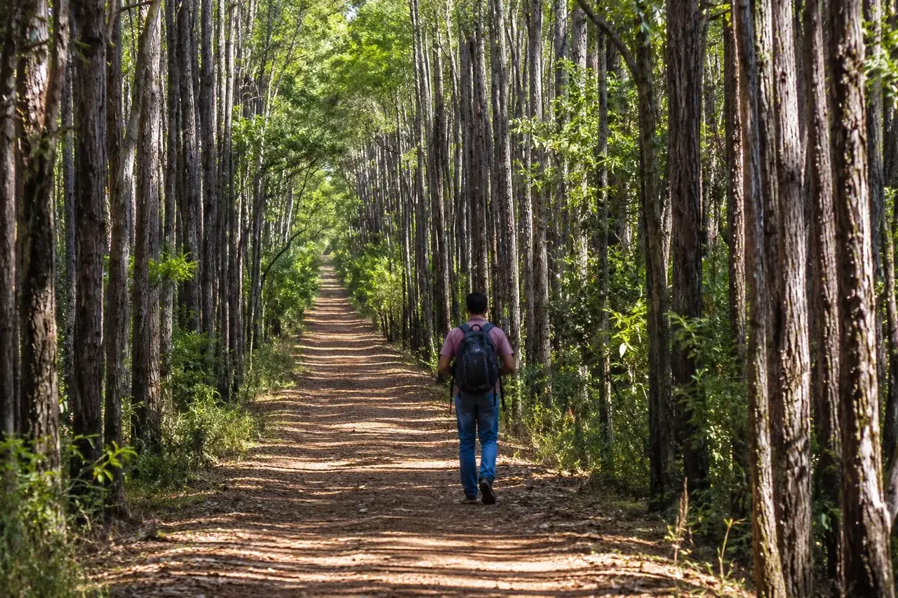 A walker on a forest trail through tall timber near Nannup
