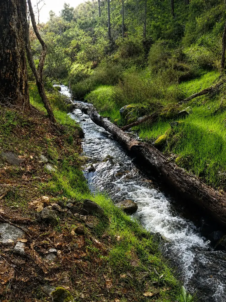 A clear creek running over mossy rocks and a fallen log through green bush