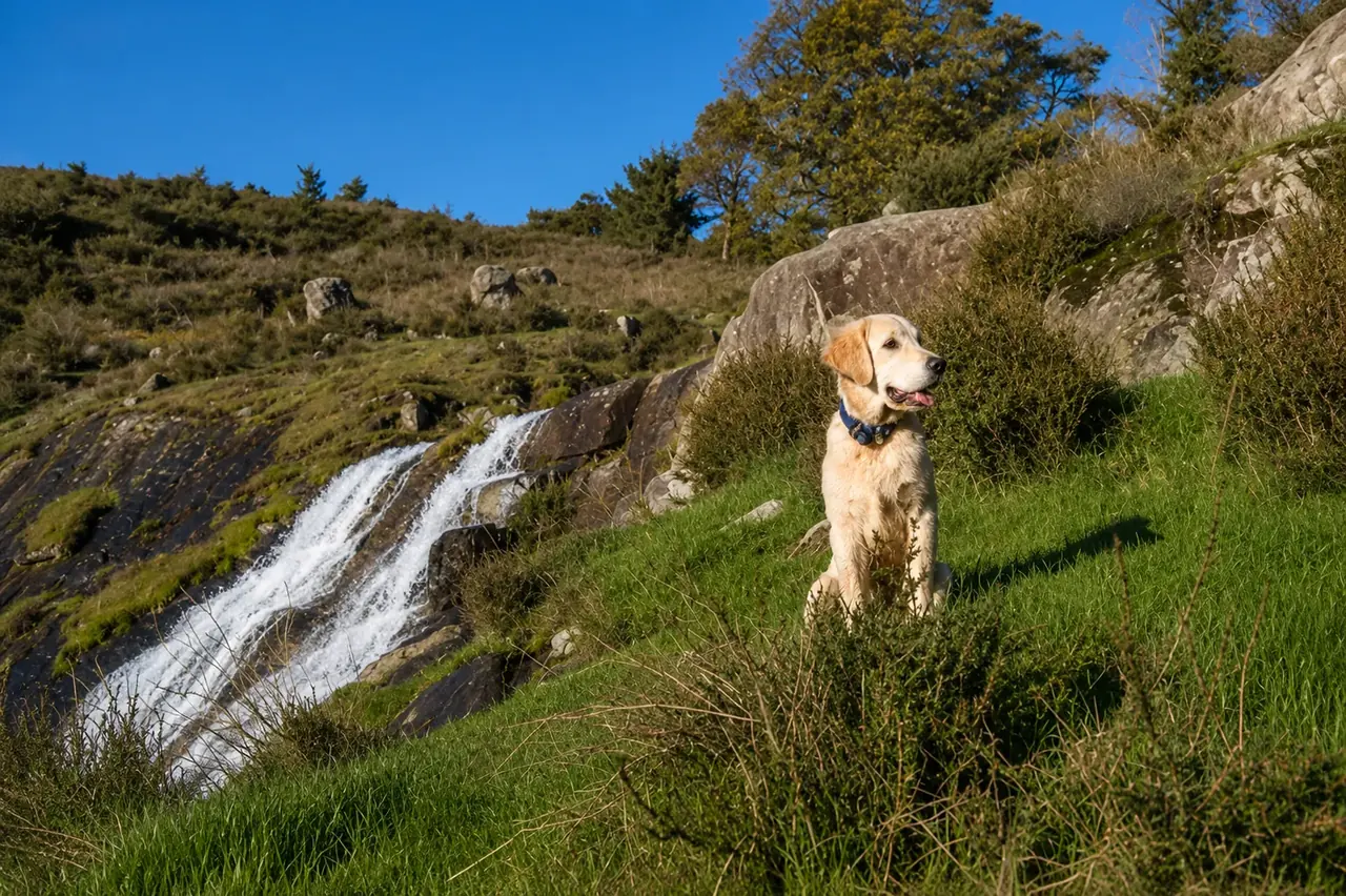 Chief, the resident golden retriever, on the grass beside the waterfall under a blue sky