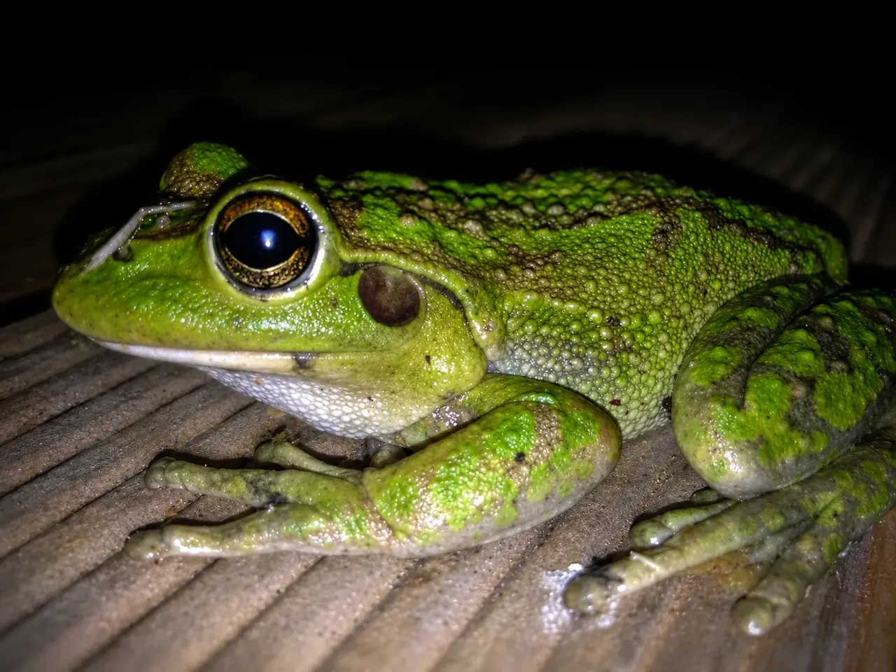 A green motorbike frog on the chalet decking at night