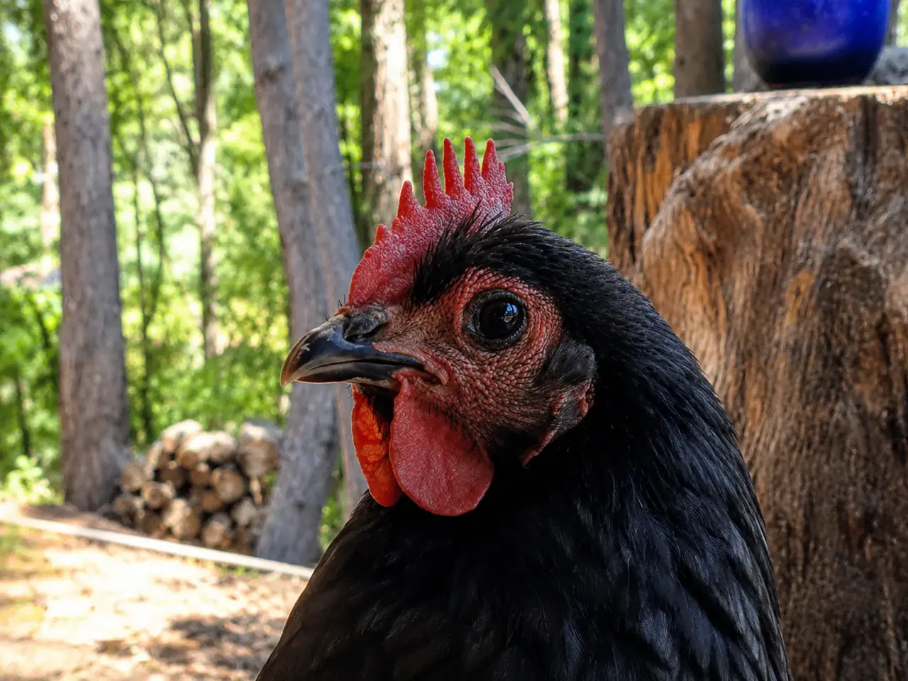 One of the resident hens, close up, with the forest behind