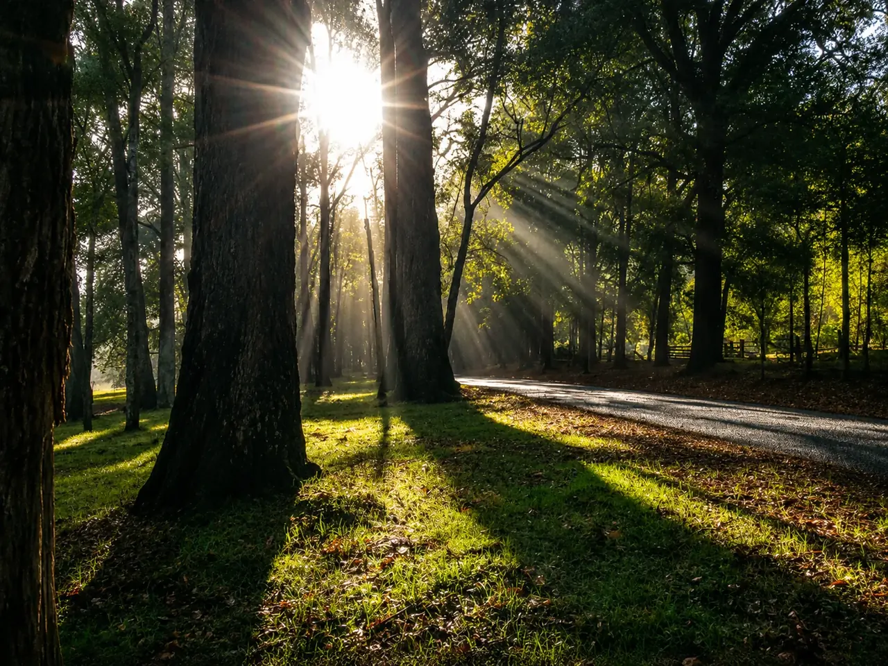 Sunrise streaming through the tall trees onto the dew-lit grass beside the drive