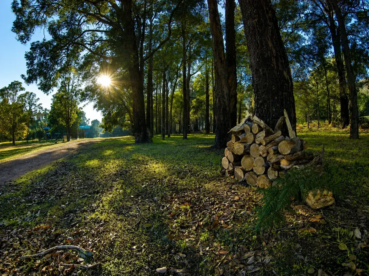 A stack of split firewood under the gum trees, the chalets beyond