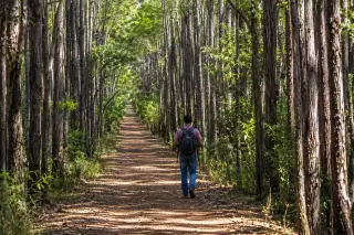 A walker on a forest trail through tall timber near Nannup