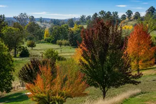 Autumn colour spread across the Golden Valley Tree Park, hills beyond