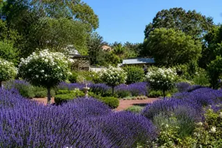 Rows of lavender in full purple bloom with standard roses at a South West lavender farm